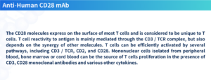 Anti-Human CD28 monoclonal antibody（Anti-Human CD28 mAb ）